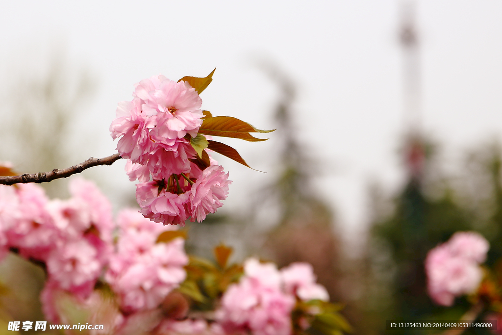 樱花