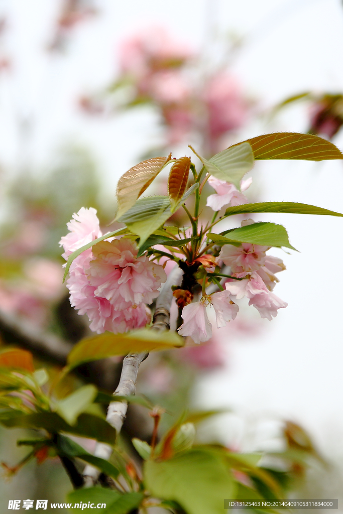 樱花