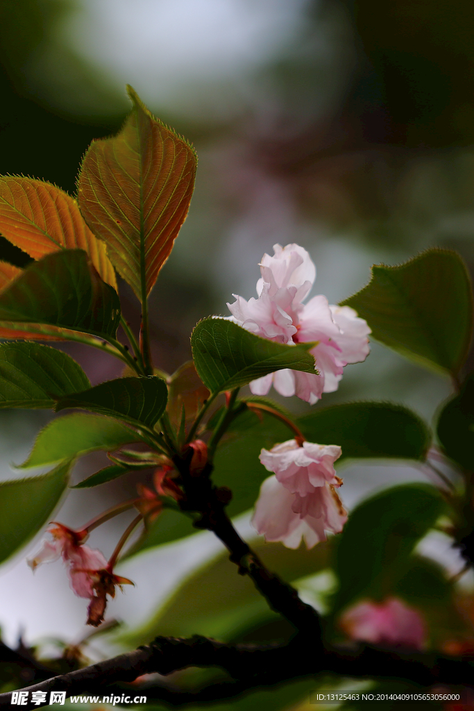 樱花