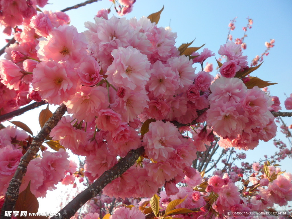 樱花