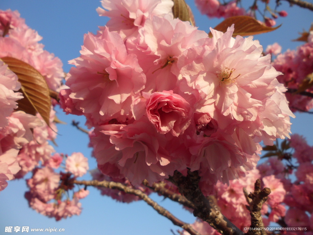 樱花