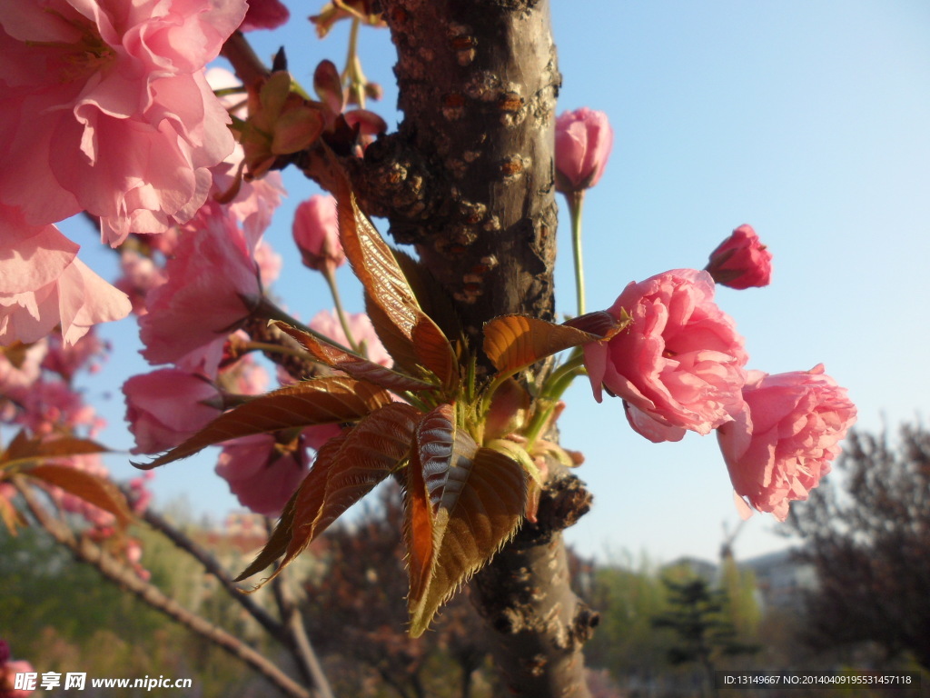 樱花