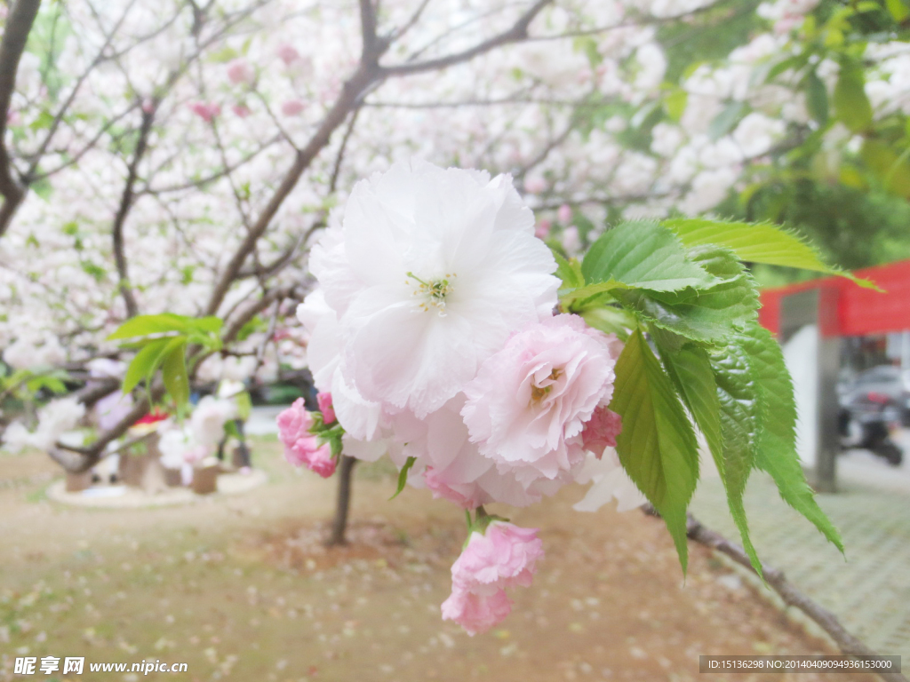 樱花