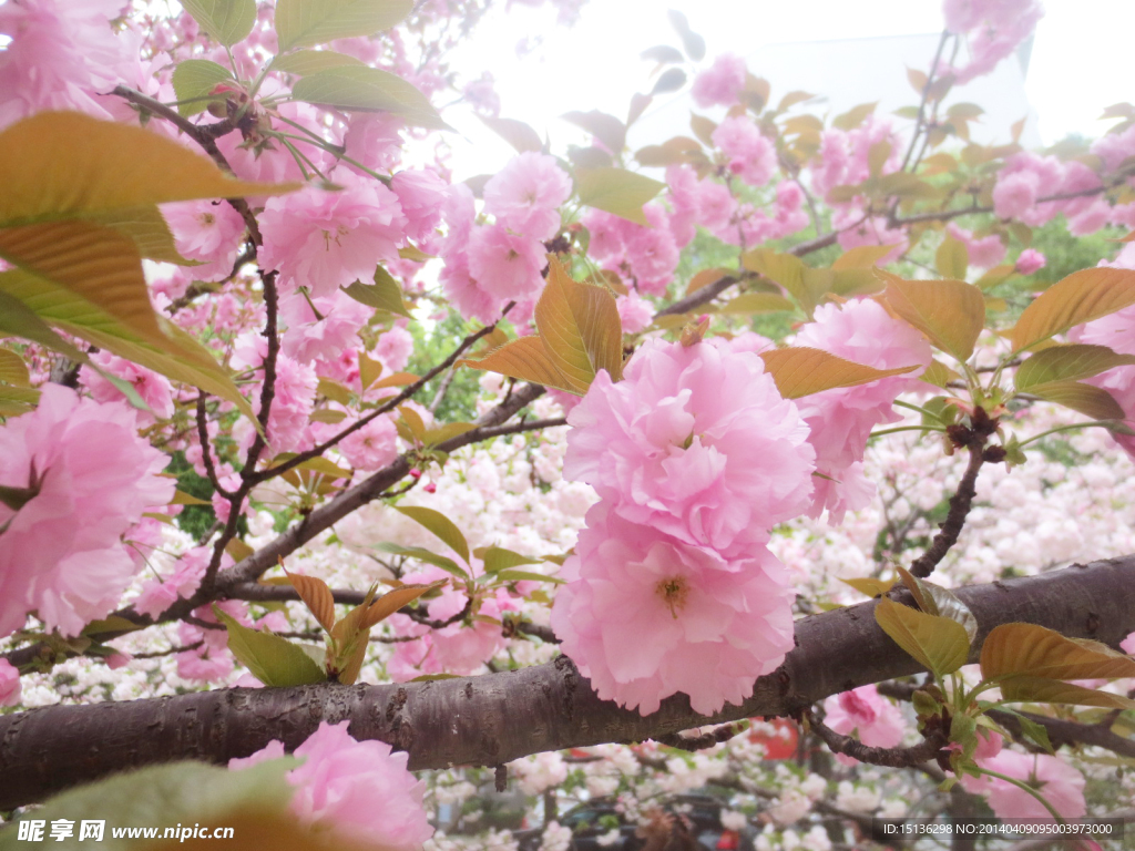 樱花