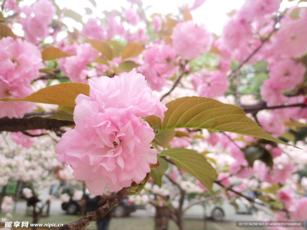 樱花