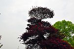 香洲广场 树叶