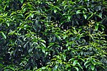 桂花树