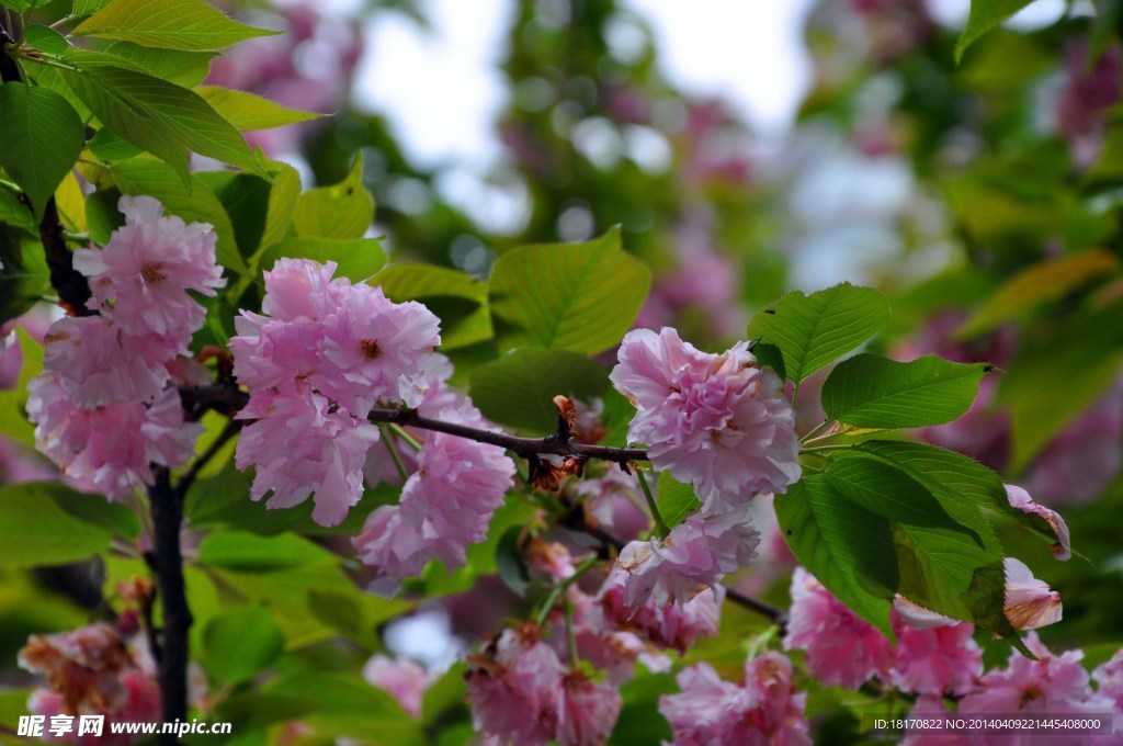 香洲广场 樱花