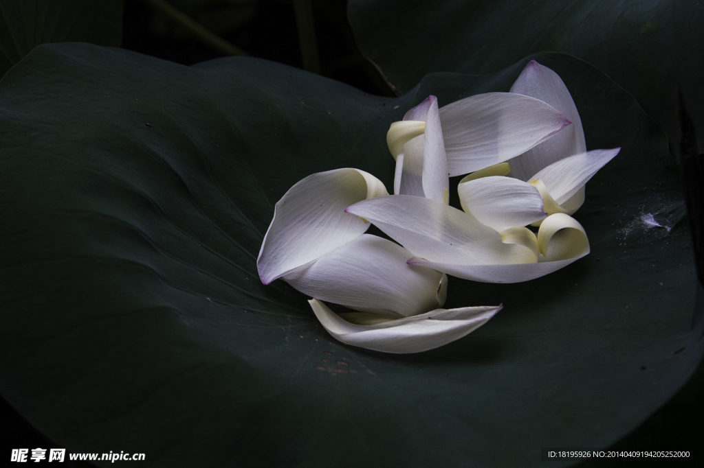 花瓣