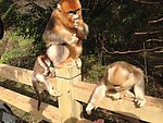 金丝猴