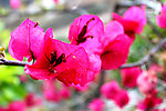花满枝