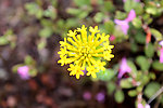 格桑花