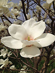 玉兰花