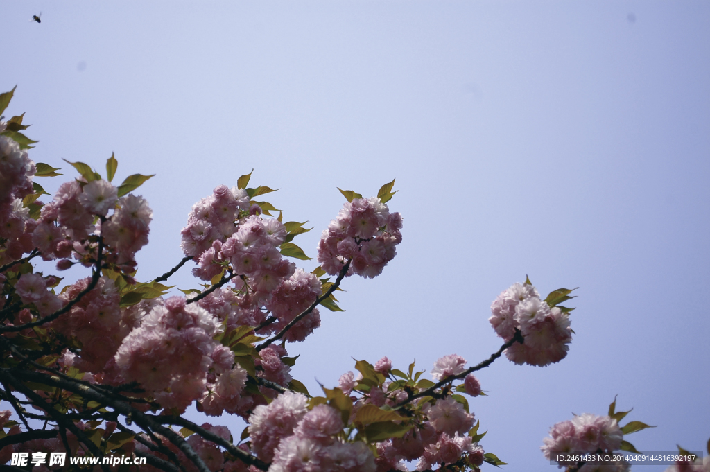樱花