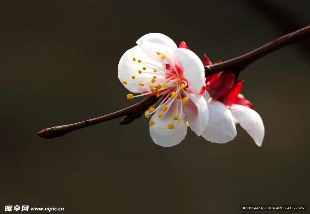 桃花絮语