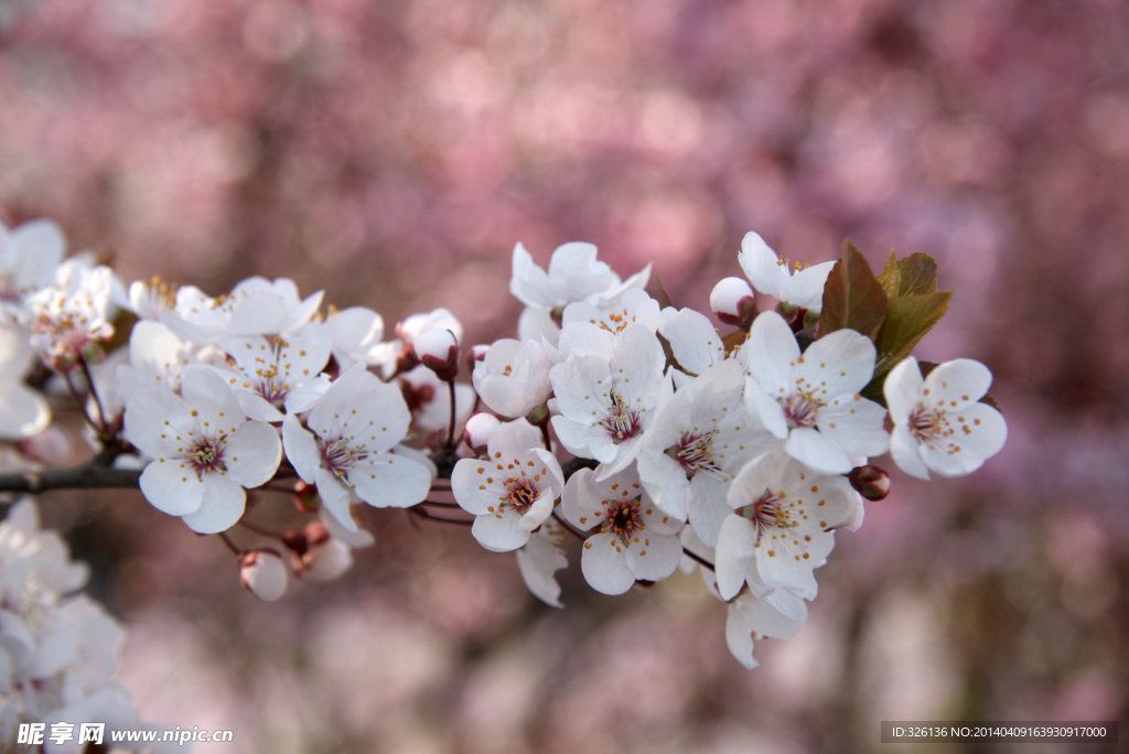 摄影花