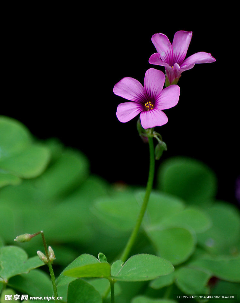 一对小花