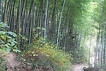 山间竹林风景