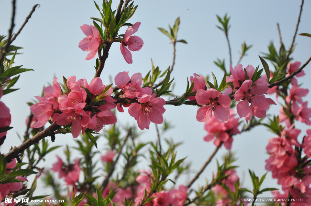 桃花