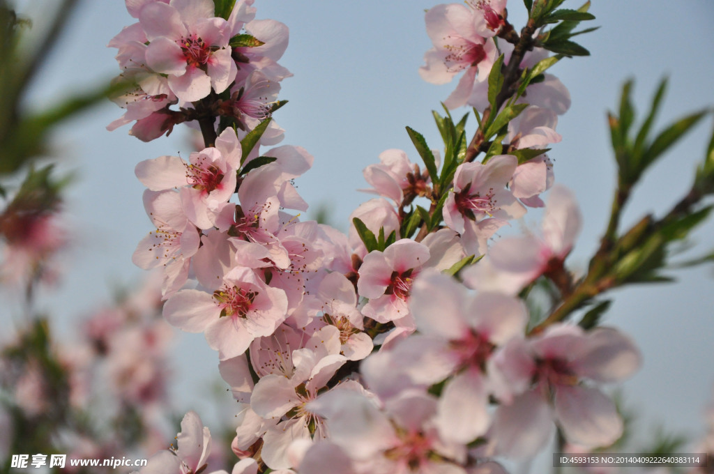 桃花
