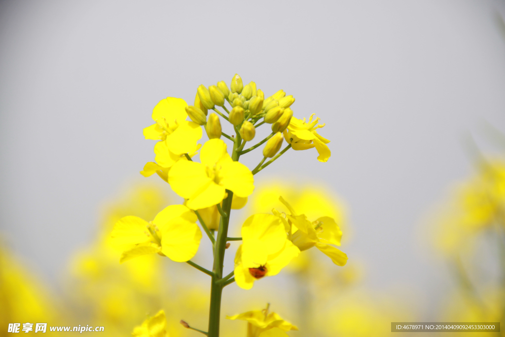 油菜花
