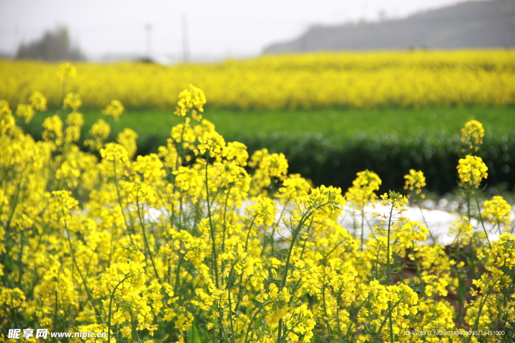 油菜花