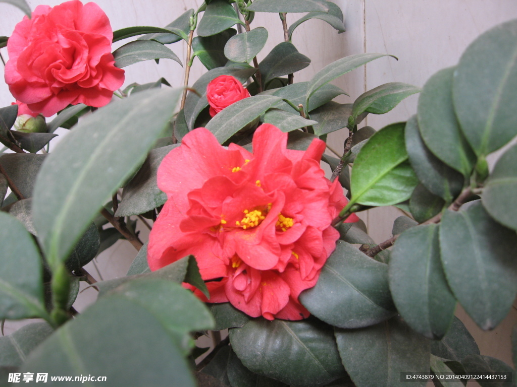 茶花