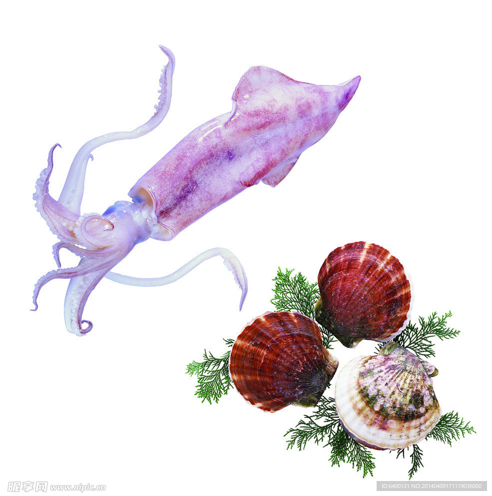 扇贝 海鲜
