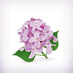 鲜花花朵设计