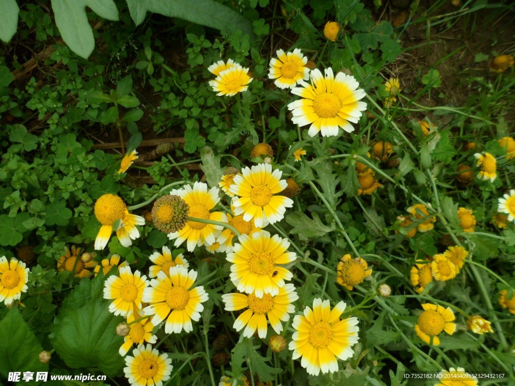 茼蒿花 草丛 花 野