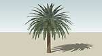 热带植物