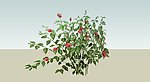 木棉花