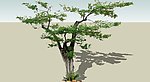 古树