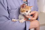 猫咪