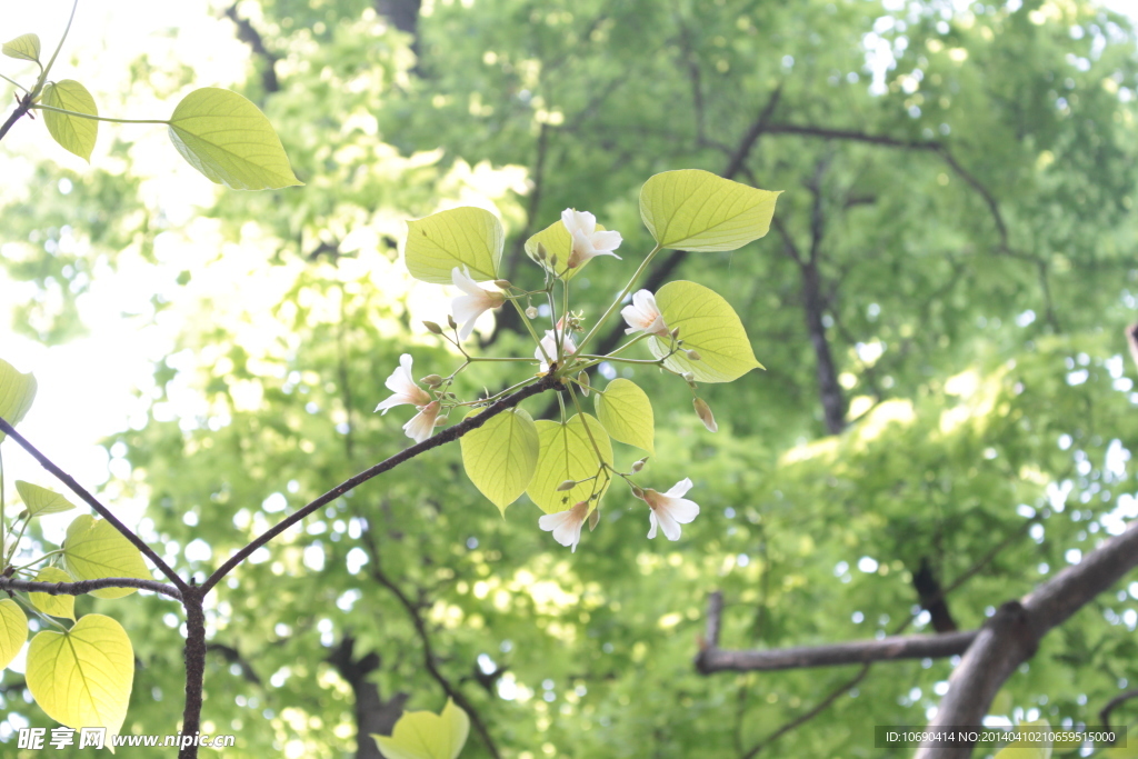 白花