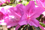 紫色杜鹃花