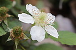 复盆子花