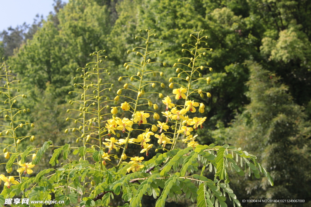 黄色节花