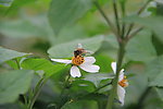 蜜蜂