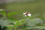蜜蜂