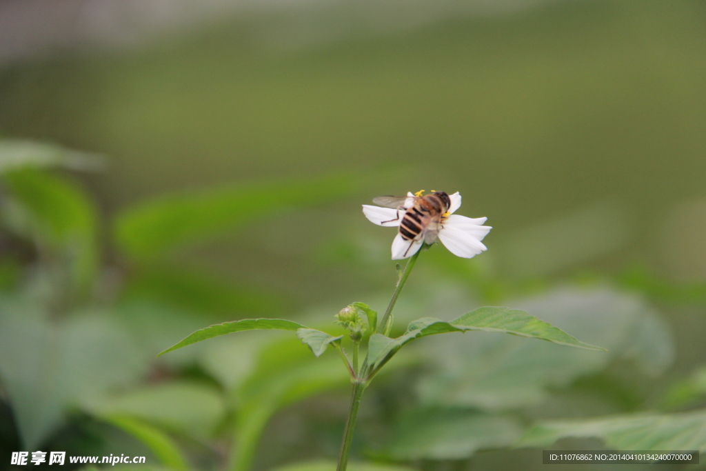 蜜蜂