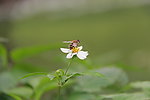 蜜蜂