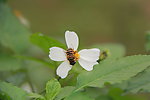 蜜蜂