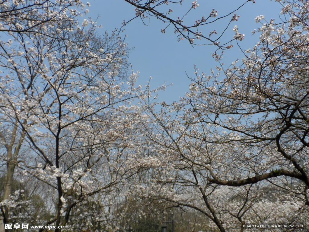 樱花