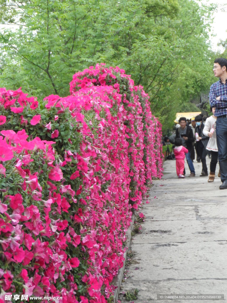 花桥