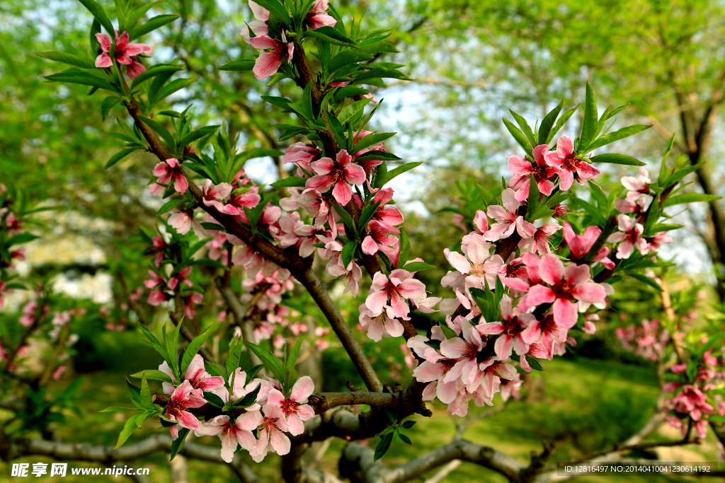 桃花