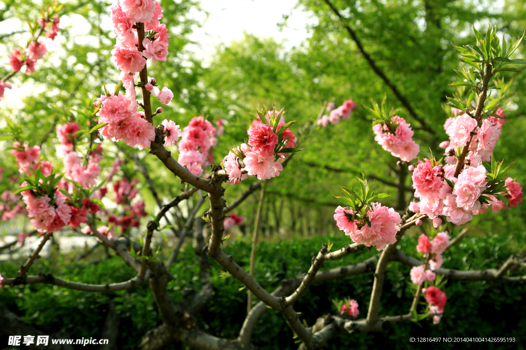 桃花