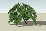 植物树
