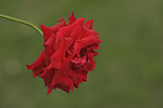 月季花