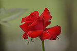 月季花